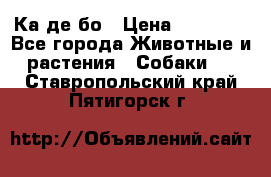 Ка де бо › Цена ­ 25 000 - Все города Животные и растения » Собаки   . Ставропольский край,Пятигорск г.